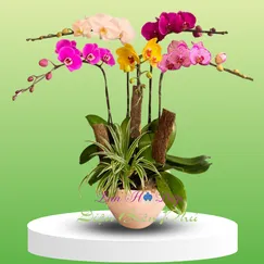 Chậu Lan Hồ Điệp 5 Cành Đa Sắc