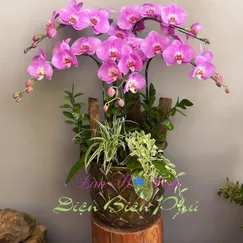 Chậu Lan Hồ Điệp 5 Cành Hồng