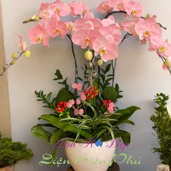 CHẬU LAN HỒ ĐIỆP 5 CÀNH HỒNG ĐÀO