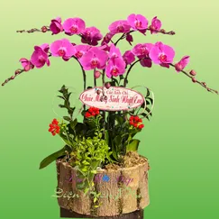 Chậu Lan Hồ Điệp 5 Cành Hồng Tím Đột Biến