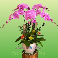 Chậu Lan Hồ Điệp 5 Cành Hồng