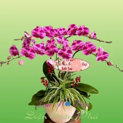 Chậu Lan Hồ Điệp 5 Cành Tím Đột Biến