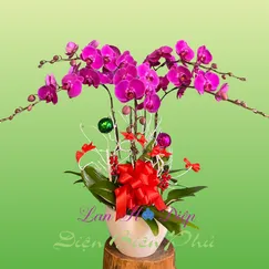 Chậu lan hồ điệp 5 cành tím