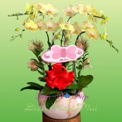 Chậu Lan Hồ Điệp 5 Cành Xanh Bơ