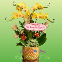 Chậu Lan Hồ Điệp 5 Cành Vàng Lưỡi Đỏ