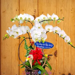 Chậu Lan Hồ Điệp 5 Cành Xanh Nhạt