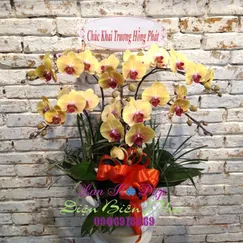Chậu Lan Hồ Điệp 6 Cành Vàng Cam