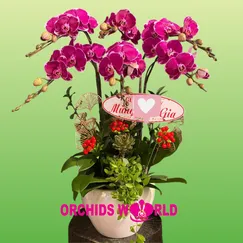 Chậu Lan Hồ Điệp 6 Cành Tím Đột Biến