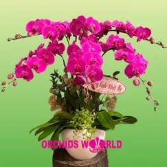 Chậu Lan Hồ Điệp 6 Cành Tím R13