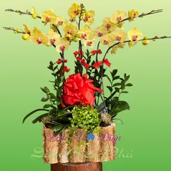 Chậu Lan Hồ Điệp 6 Cành Vàng Cao