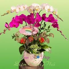 Chậu Lan Hồ Điệp 6 Cành Trắng Tím