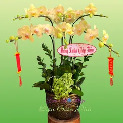 Chậu Lan Hồ Điệp 6 Cành Xanh Bơ