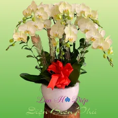 Chậu Lan Hồ Điệp 6 Cành Xanh Táo