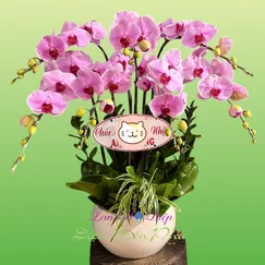 Chậu Lan Hồ Điệp 7 Cành Hồng
