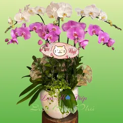 Chậu Lan Hồ Điệp 7 Cành Hồng Trắng