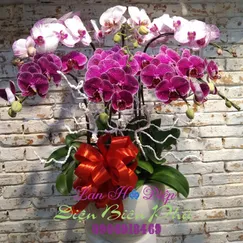Chậu Lan Hồ Điệp 7 Cành Tím Trắng Đột Biến