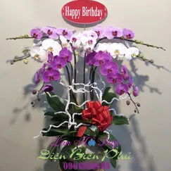 Chậu Lan Hồ Điệp 7 Cành Tím Trắng Hồng