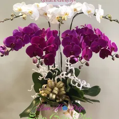 Chậu Lan Hồ Điệp 7 Cành Tím Trắng