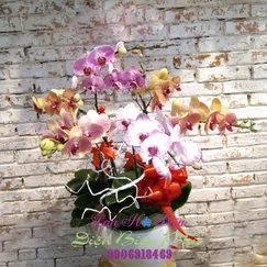 Chậu Lan Hồ Điệp 7 Cành Đa Sắc