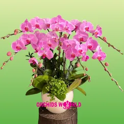 Chậu Lan Hồ Điệp 7 Cành Hồng