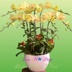 Chậu lan hồ điệp 7 cành vàng bơ