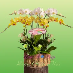 Chậu Lan Hồ Điệp 7 Cành Vàng Trắng