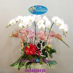 Chậu Lan Hồ Điệp 8 Cành Cam Trắng