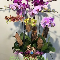 Chậu Lan Hồ Điệp 8 Cành Đa Sắc