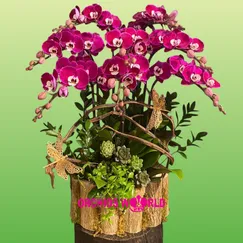 Chậu Lan Hồ Điệp 8 Cành Đỏ Ngọc Trai