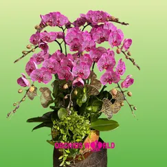Chậu Lan Hồ Điệp 8 Cành Tím Đột Biến