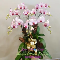 Chậu Lan Hồ Điệp 8 Cành Tia Chớp