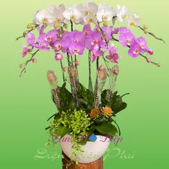 Chậu Lan Hồ Điệp 8 Cành Trắng Hồng