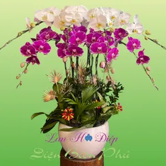 Chậu Lan Hồ Điệp 8 Cành Trắng Tím