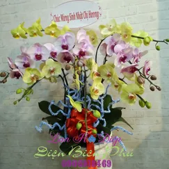Chậu Lan Hồ Điệp 8 Cành Vàng Hồng