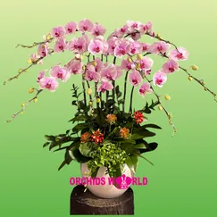 Chậu Lan Hồ Điệp 9 Cành Trắng Hồng