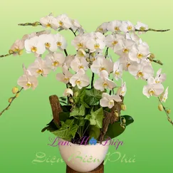 Chậu Lan Hồ Điệp 9 Cành Trắng