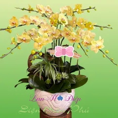 Chậu Lan Hồ Điệp 9 Cành Vàng Bơ