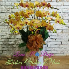 Chậu Lan Hồ Điệp Cam 12 Cành