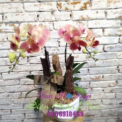 Chậu Lan Hồ Điệp Cam 2 Cành