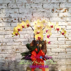 Chậu Lan Hồ Điệp Cam 3 Cành