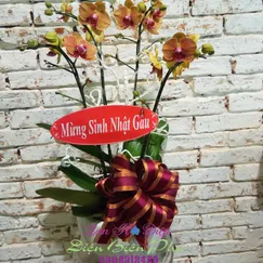Chậu Lan Hồ Điệp Cam 4 Cành