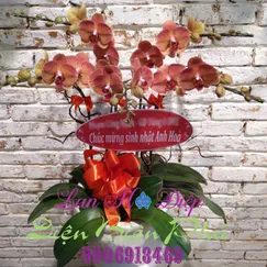 Chậu Lan Hồ Điệp Cam 5 Cành