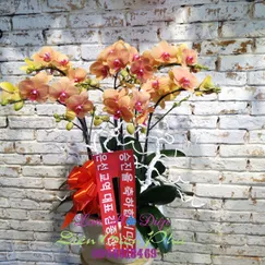 Chậu Lan Hồ Điệp Cam 6 Cành