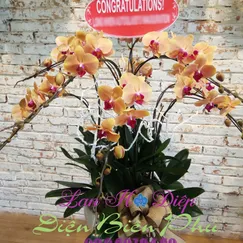 Chậu Lan Hồ Điệp Cam 9 Cành