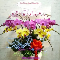 Chậu Lan Hồ Điệp Đột Biến 12 Cành Vàng Hồng Trắng