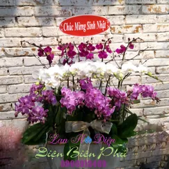 Chậu Lan Hồ Điệp Đột Biến 15 Cành Hồng Tím Trắng