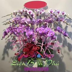Chậu Lan Hồ Điệp Đột Biến 20 Cành Hồng Trắng
