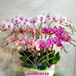 Chậu Lan Hồ Điệp Đột Biến 20 Cành Tím Hồng Trắng