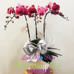 Chậu Lan Hồ Điệp Đột Biến 3 Cành Hồng