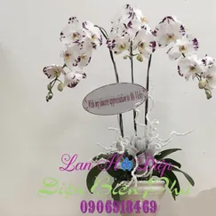 Chậu Lan Hồ Điệp Đột Biến 3 Cành Trắng